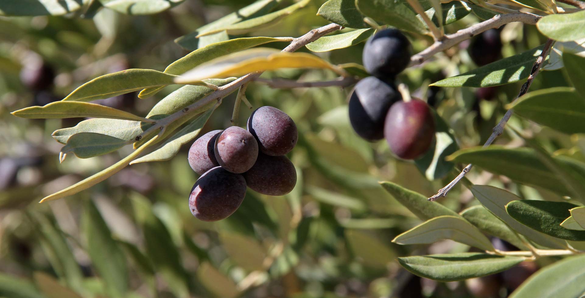 olive nere mature